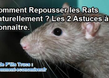 Comment faire fuir les rats naturellement ?