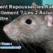 Comment faire fuir les rats naturellement ?