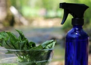 Comment faire fuir un lézard ?