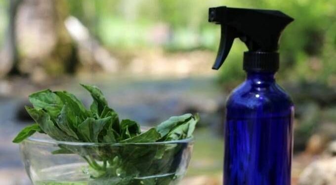 Comment faire fuir un lézard ?