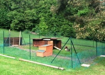 Comment faire fuir un renard d'un poulailler ?