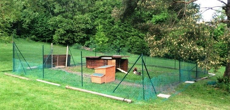 Comment faire fuir un renard d'un poulailler ?