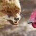 Comment faire fuir un renard d'un poulailler ?