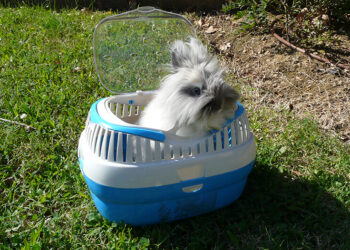 Comment faire garder mon lapin pendant les vacances ?
