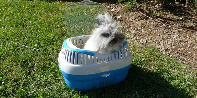 Comment faire garder mon lapin pendant les vacances ?