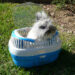 Comment faire garder mon lapin pendant les vacances ?