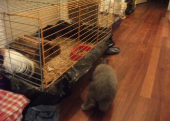 Comment faire garder son animal gratuitement ?