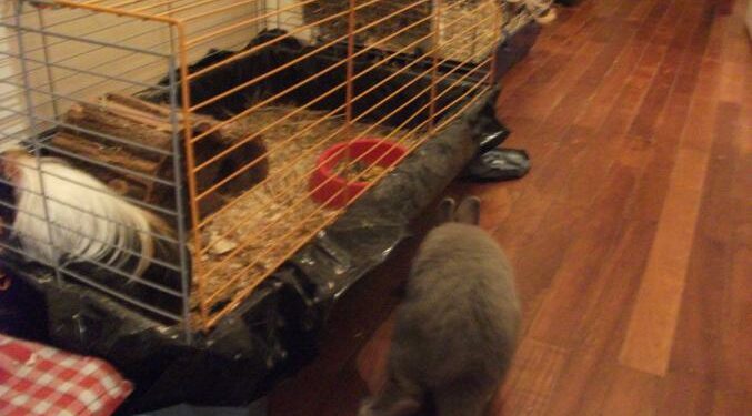 Comment faire garder son animal gratuitement ?