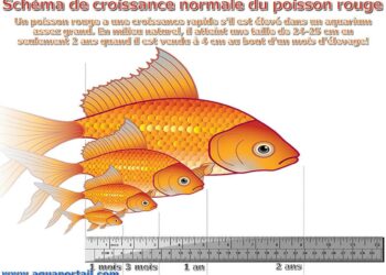 Comment faire grandir mon poisson rouge ?