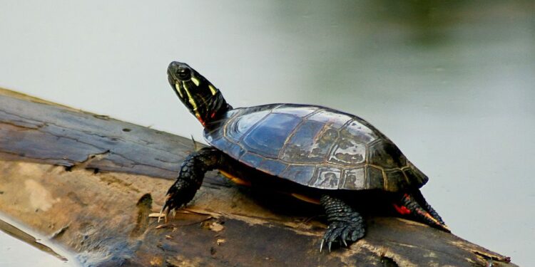 Comment faire grandir une tortue d'eau ?