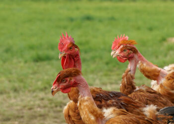 Comment faire grossir les poulets de chair ?