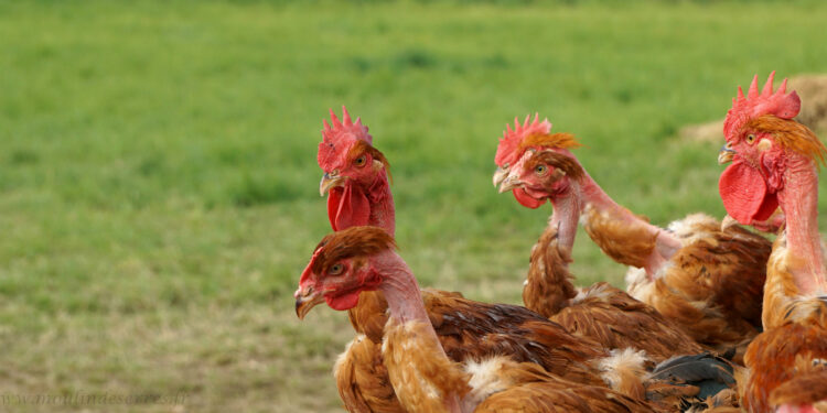 Comment faire grossir les poulets de chair ?