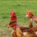 Comment faire grossir les poulets de chair ?