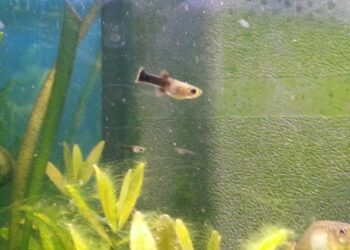 Comment faire grossir rapidement les alevins ?