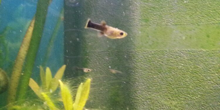 Comment faire grossir rapidement les alevins ?