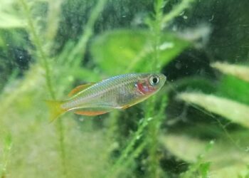 Comment faire grossir rapidement les alevins ?