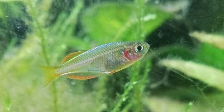 Comment faire grossir rapidement les alevins ?