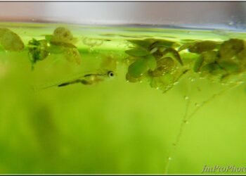 Comment faire grossir rapidement les alevins ?