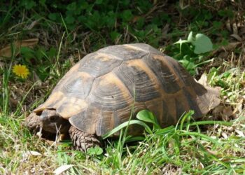 Comment faire hiberner une petite tortue ?