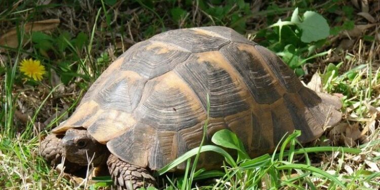 Comment faire hiberner une petite tortue ?