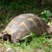 Comment faire hiberner une petite tortue ?