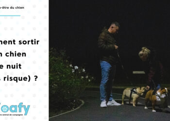 Comment faire la première nuit avec un chiot ?