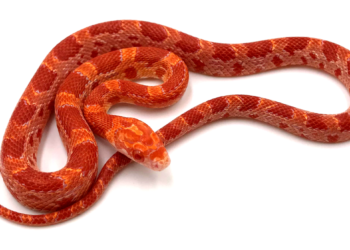 Comment faire lâcher un serpent qui mord ?