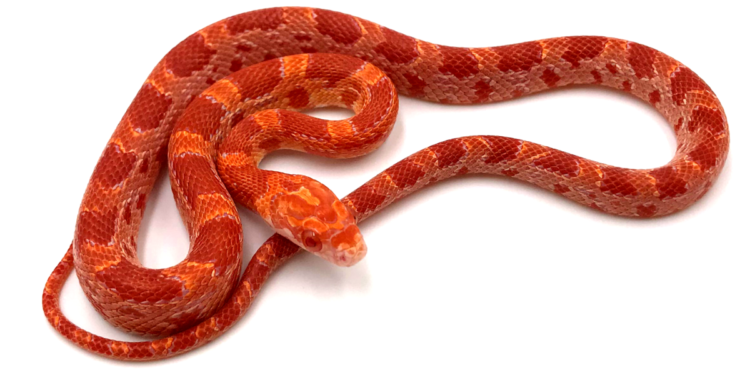 Comment faire lâcher un serpent qui mord ?