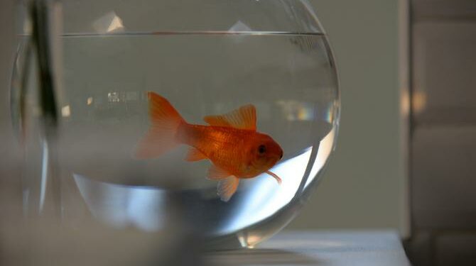 Comment faire mon premier aquarium ?