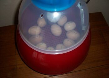 Comment faire naître un poussin sans couveuse ?