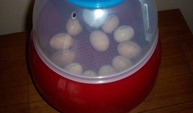 Comment faire naître un poussin sans couveuse ?