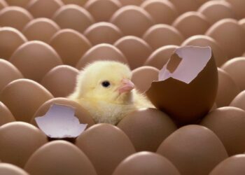 Comment faire naître un poussin sans poule ?