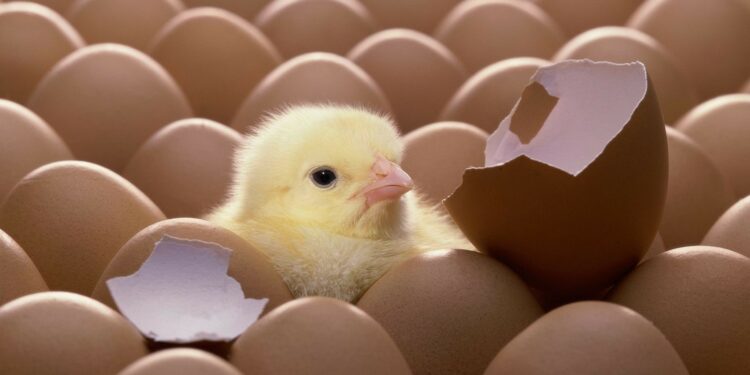 Comment faire naître un poussin sans poule ?