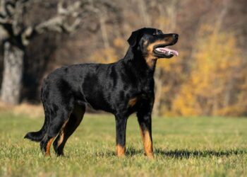 Comment faire obéir un Beauceron ?