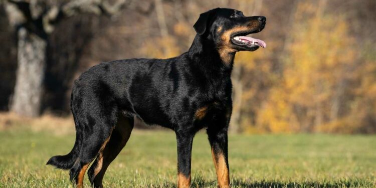 Comment faire obéir un Beauceron ?