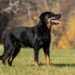 Comment faire obéir un Beauceron ?