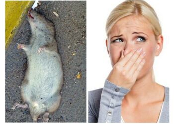 Comment faire partir l'odeur d'un animal mort ?