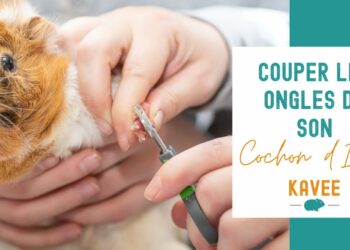 Comment faire plaisir à un cochon d'Inde ?