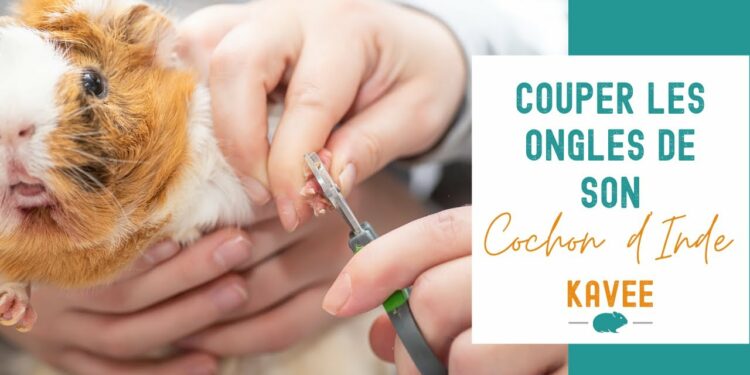 Comment faire plaisir à un cochon d'Inde ?