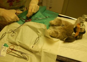 Comment faire plaisir à un lapin ?