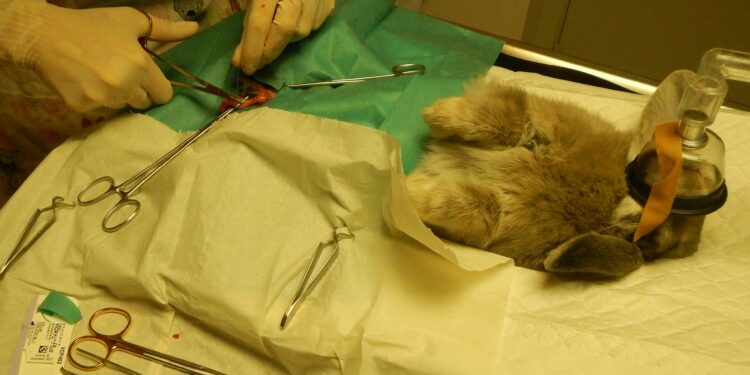 Comment faire plaisir à un lapin ?