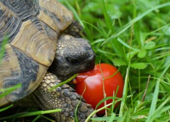 Comment faire plaisir à une tortue ?
