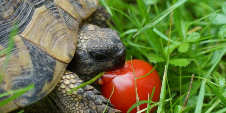 Comment faire plaisir à une tortue ?