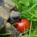 Comment faire plaisir à une tortue ?