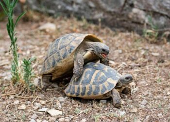 Comment faire plaisir à une tortue ?