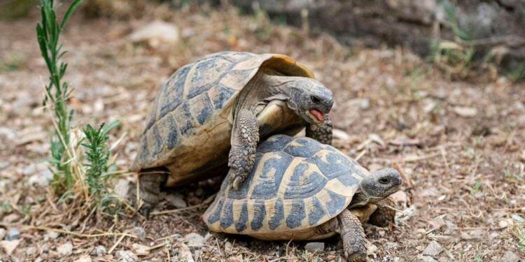 Comment faire plaisir à une tortue ?