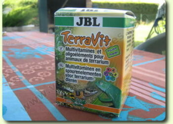 Comment faire plaisir à une tortue ?