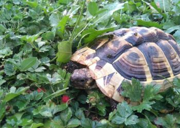 Comment faire plaisir à une tortue ?