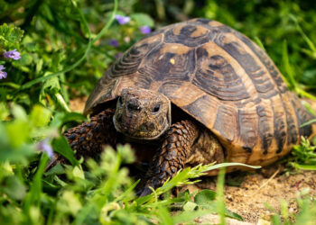Comment faire plaisir à une tortue ?