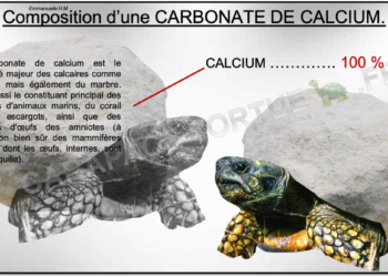 Comment faire plaisir à une tortue ?